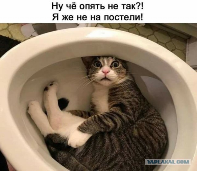Немного аморального юмора