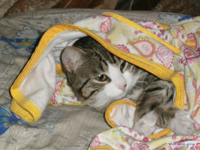 Котовторник (31.01.2012)