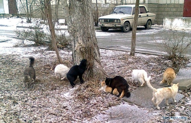 Котовторник (21.02.2012)
