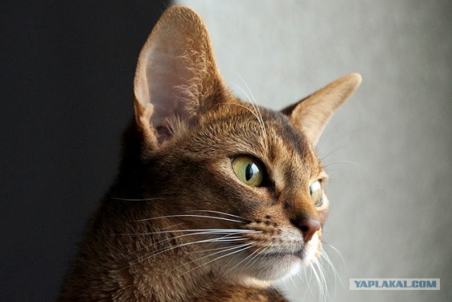 Котовторник! 13.03.2012