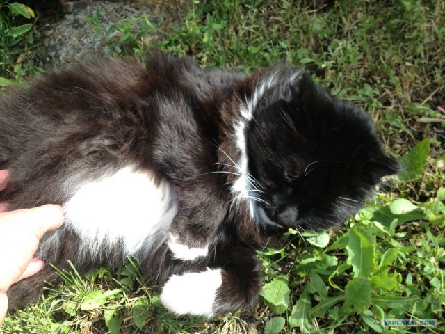 Котовторник 10. 07. 2012