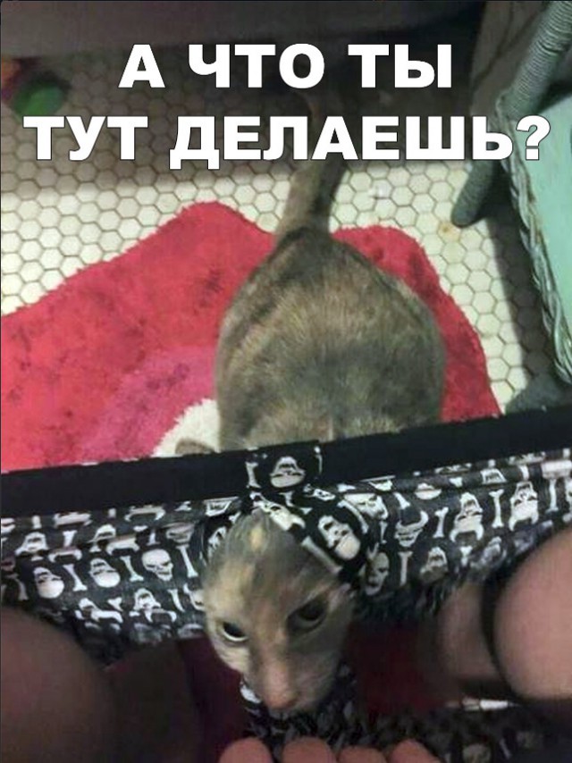 Забавные фото котеек