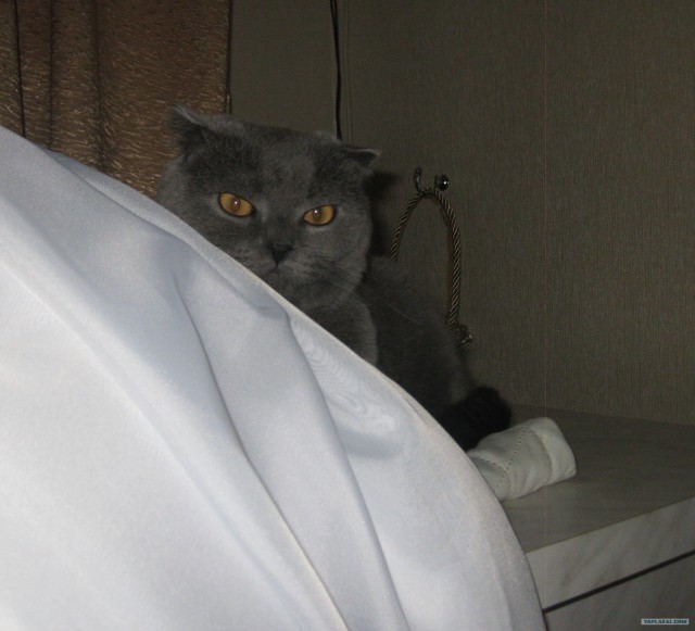 Котовторник 30.10.2012