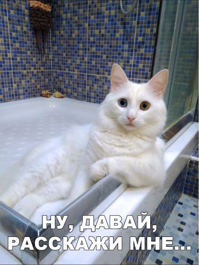 Забавные фото котеек