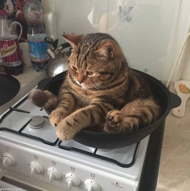 Картинки с надписями с котами и про котов