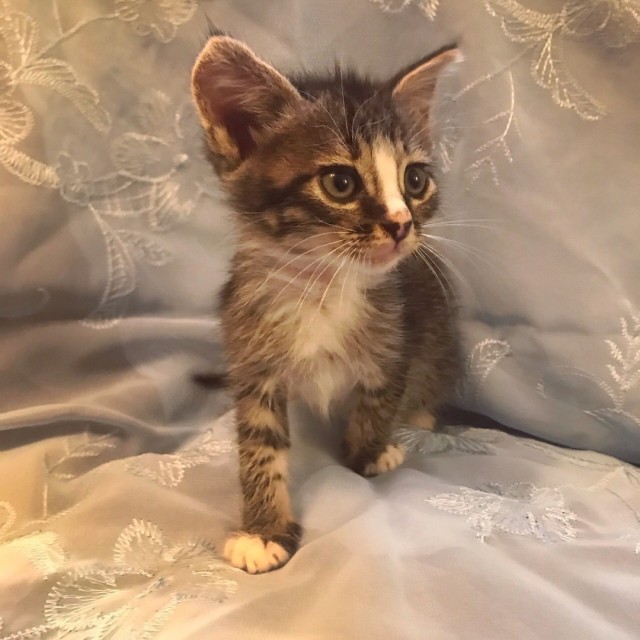 Забавные фото котеек