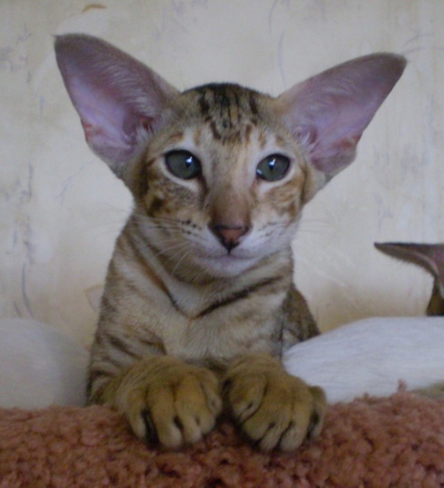 Забавные фото котеек