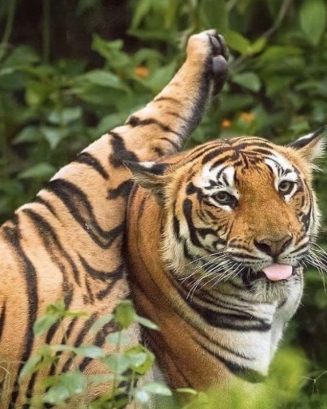 Дикий котовторник 20.08.19
