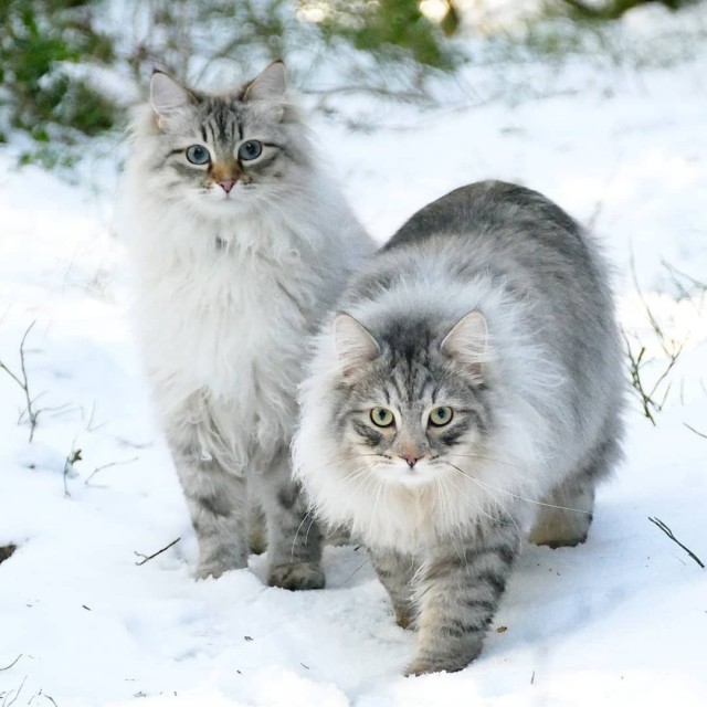 Забавные картинки с котами из сети