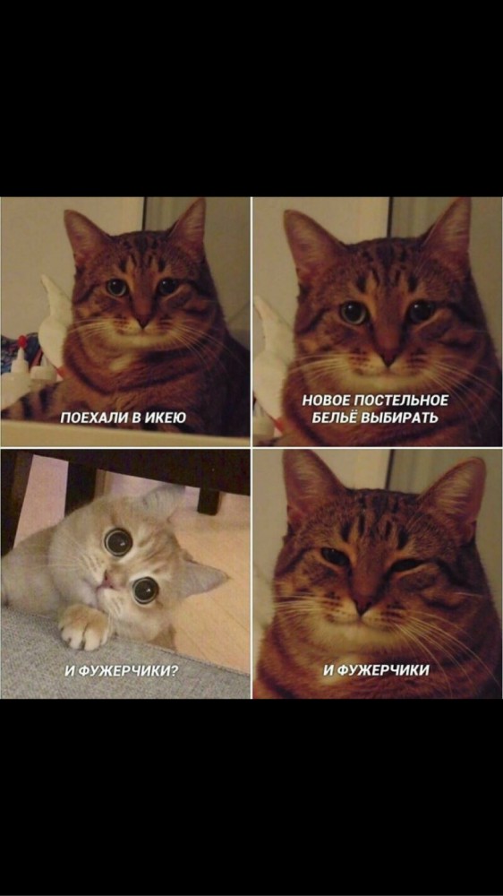 Котовторнику посвящается