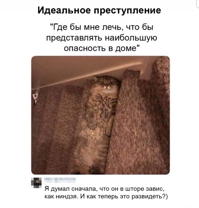 Минтай, форель и осетрина