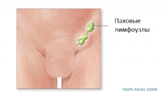 Не достроить тебе баньку, мужик...
