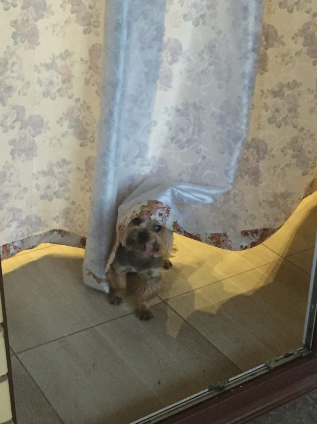 Эти забавные животные