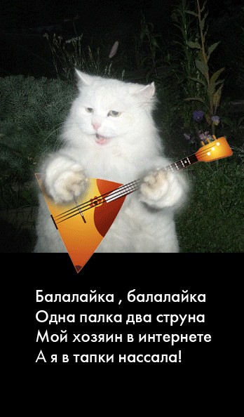 Отжабте моего кота