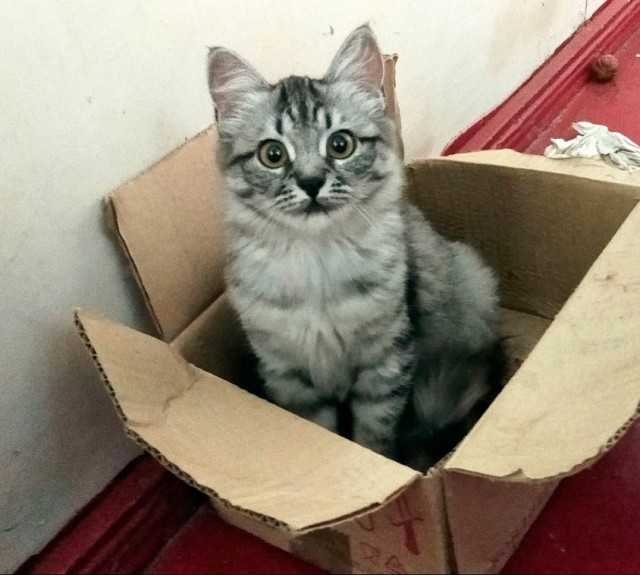 Разные картинки во вторник. С котами