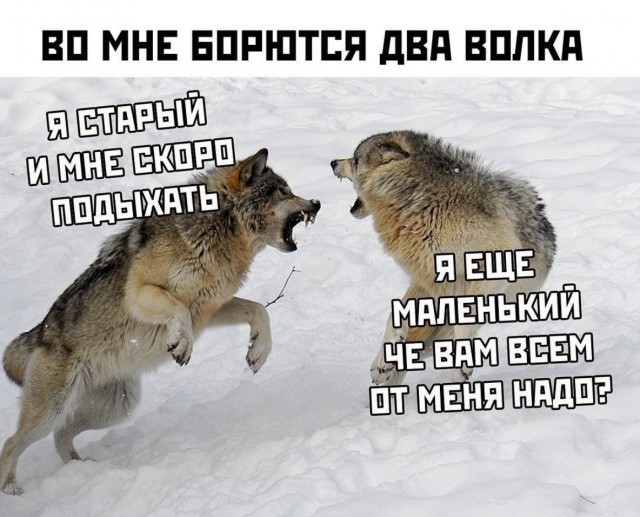 Кретинизмы из KV и KO 31.01.21