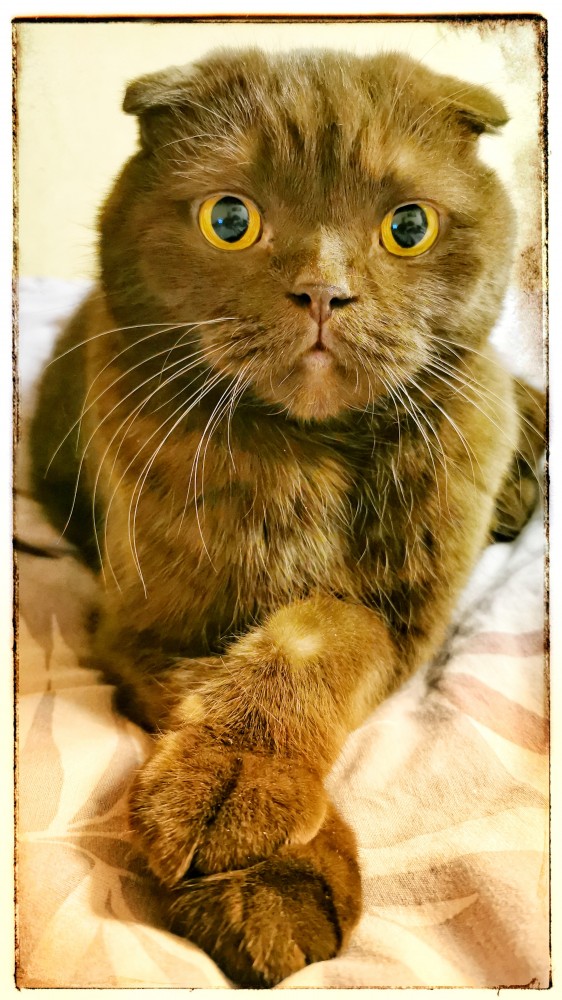 Шерстяные ублюдки