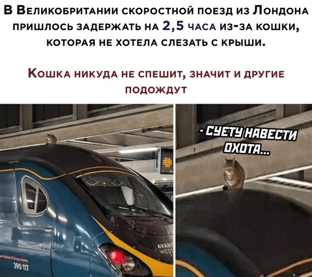 Весёлый полтишок 5.03