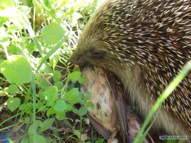 Ёжик! Вызываю тебя!