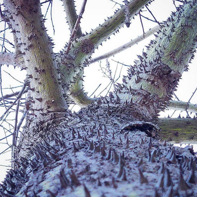 Калейдоскоп картинок