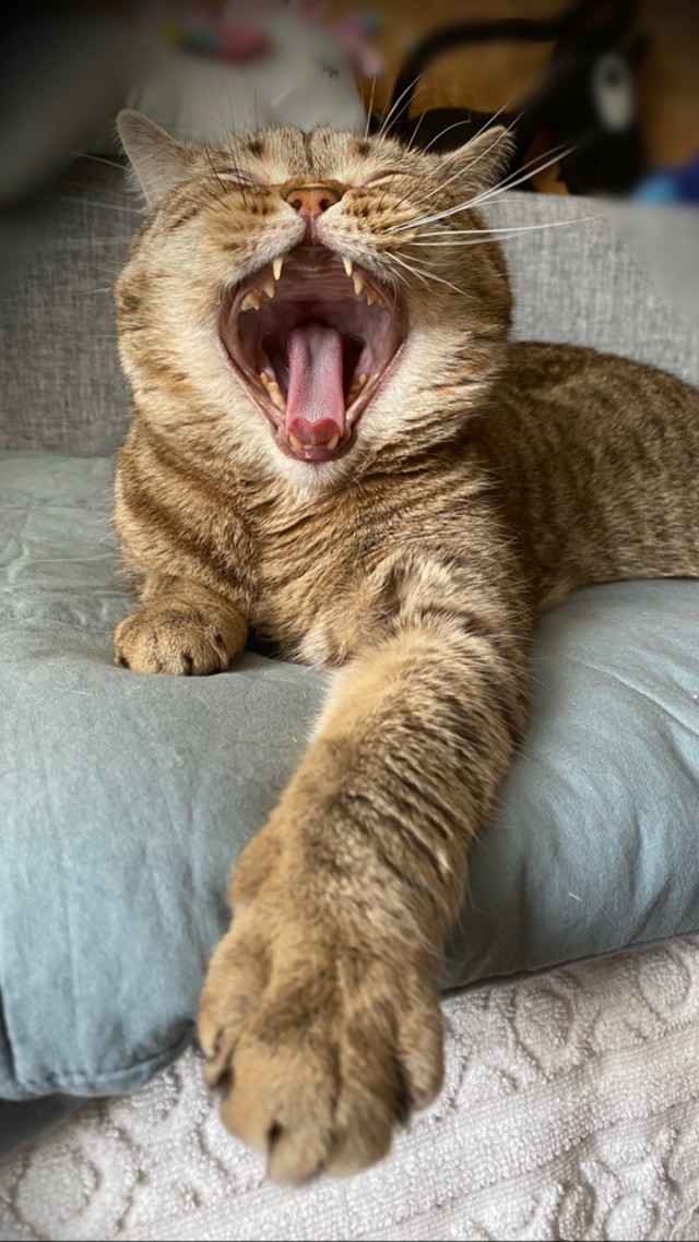 С котовторником!
