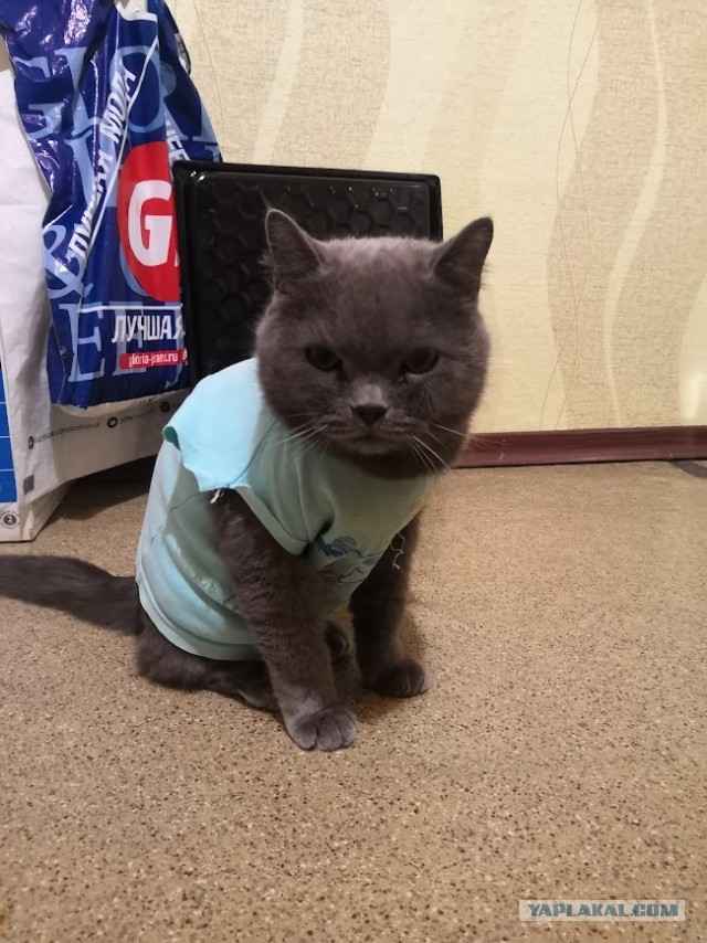 Котовторник. Поговорим о кличках, друзья