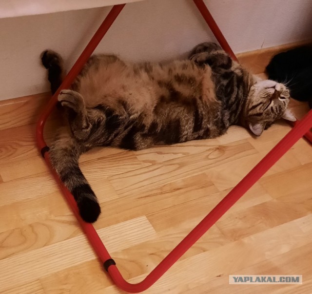 Котовторник