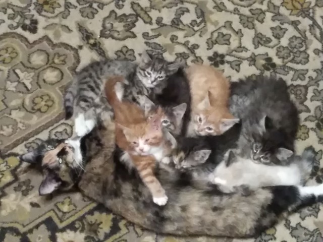 Воскресный котовечер