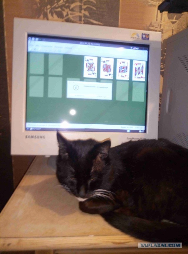 Как котана назвать?