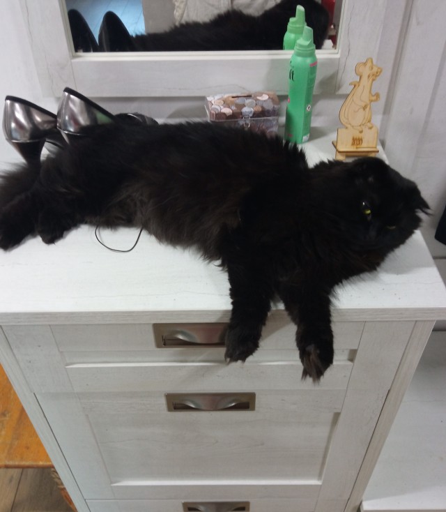 Котовторник 11.01.22