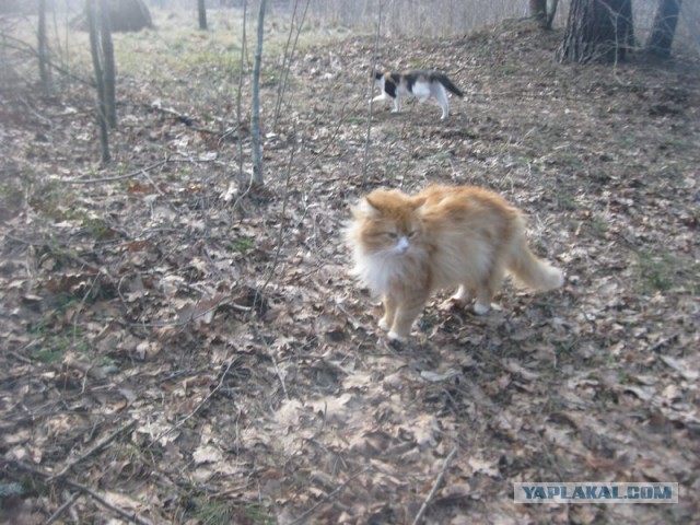 Жизнь домашнего приюта для котеек 383
