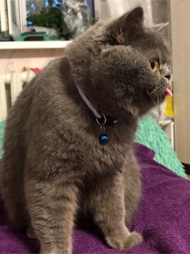Котовторник вроде.