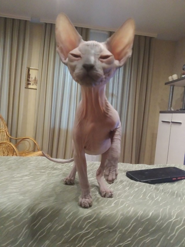 Котовторнику посвящается