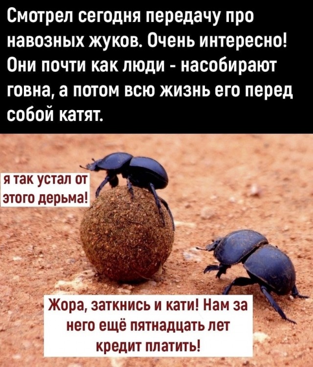 Среда пришла - неделя прошла, дорогие деграданты