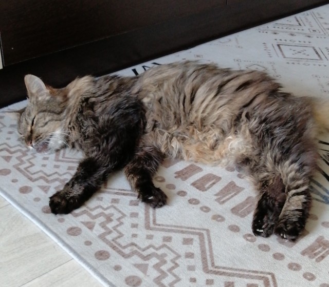 Лето и коты
