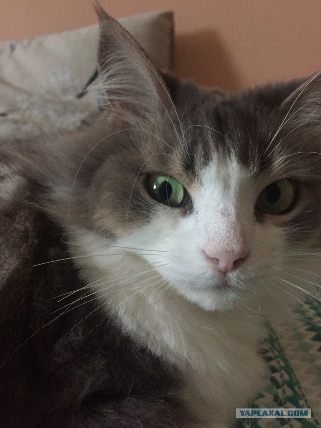 Котовторник 19.07.22
