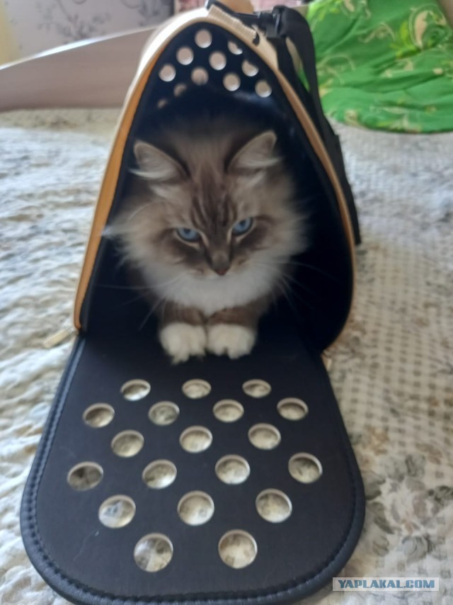 Ты слышишь, кот? Я по тебе скучаю…