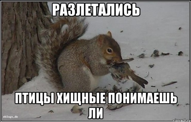 Мем собака и белка