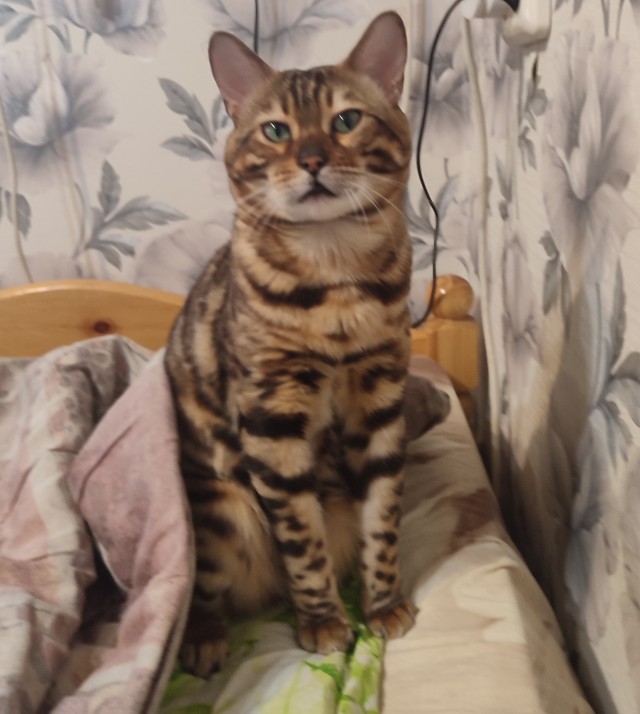 Котовторнику посвящается, подобрашка Маня
