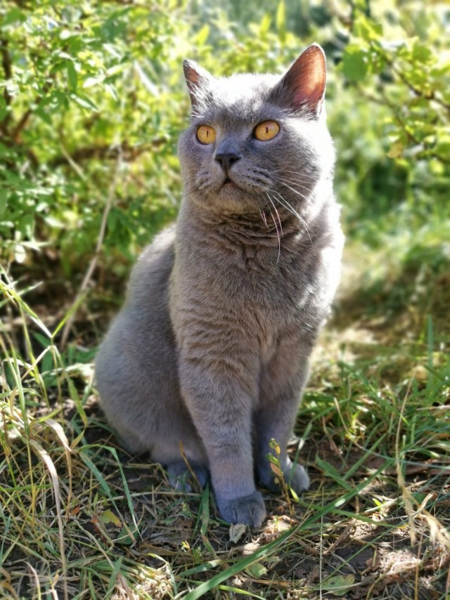 Котовторник