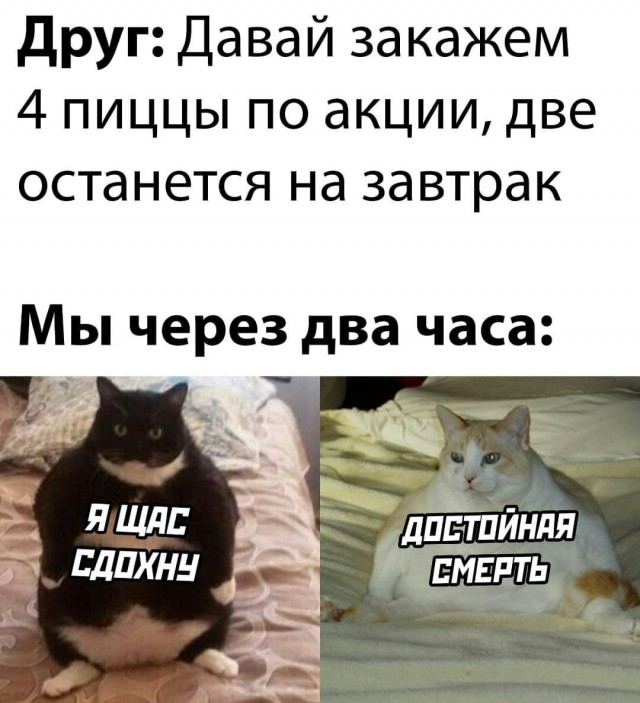 Давай умерем котенок мем В каждой женщине живет актриса - ЯПлакалъ