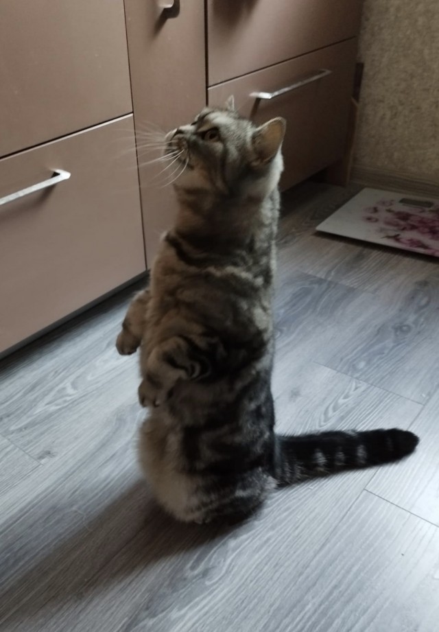 Ко-шко-втор-ник!