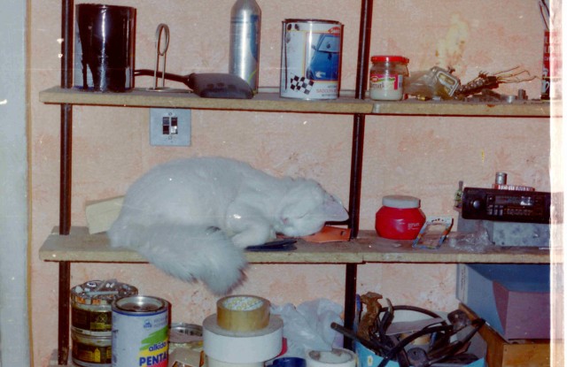 Коты - мастера на все лапы