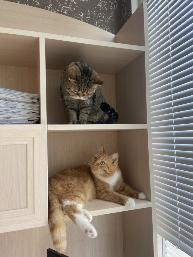 Котовторник! 16+ Коллеги-рабы, отмечаемся, у кого хозяину много лет!