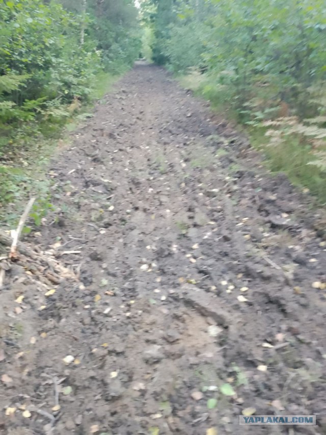 Жизнь домашнего приюта для котеек 461