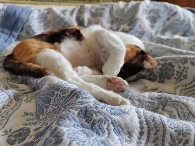 Котовторник 09.04.24