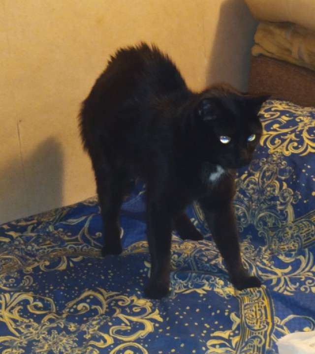 Мой котяра
