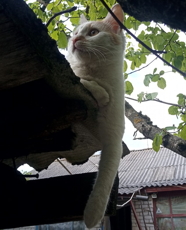 Коть, тебе нормально?