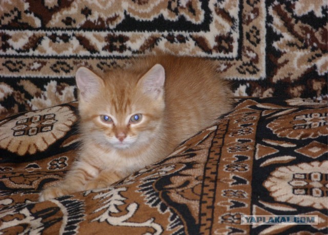 Котовторник 21.05.2013