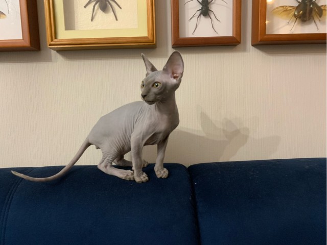 Котовторник, от мала до велика